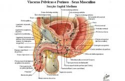 sensibilidade peniana