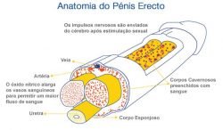 cura da ejaculação precoce